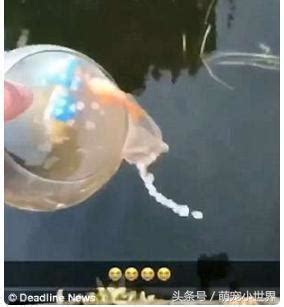 魚死掉埋葬|養了多年的寵物魚去世 